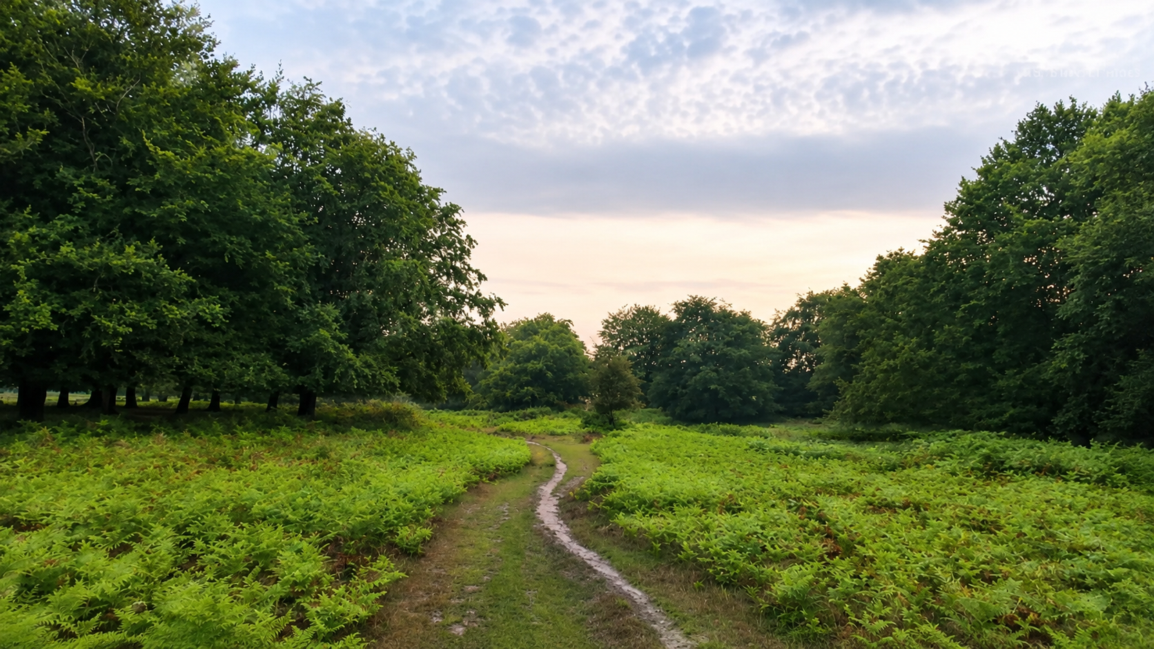 Richmond Park