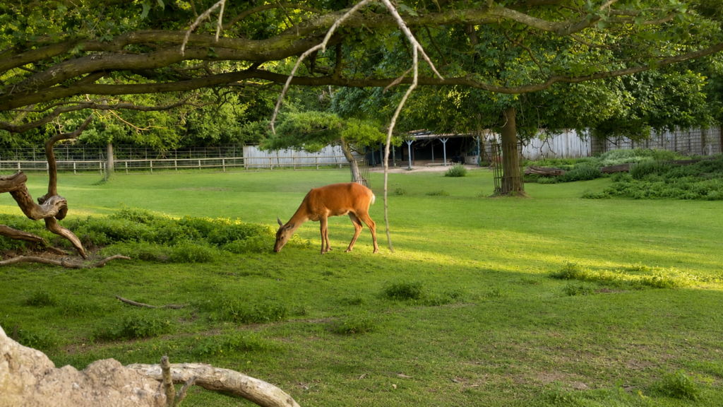 Golders Hill Park