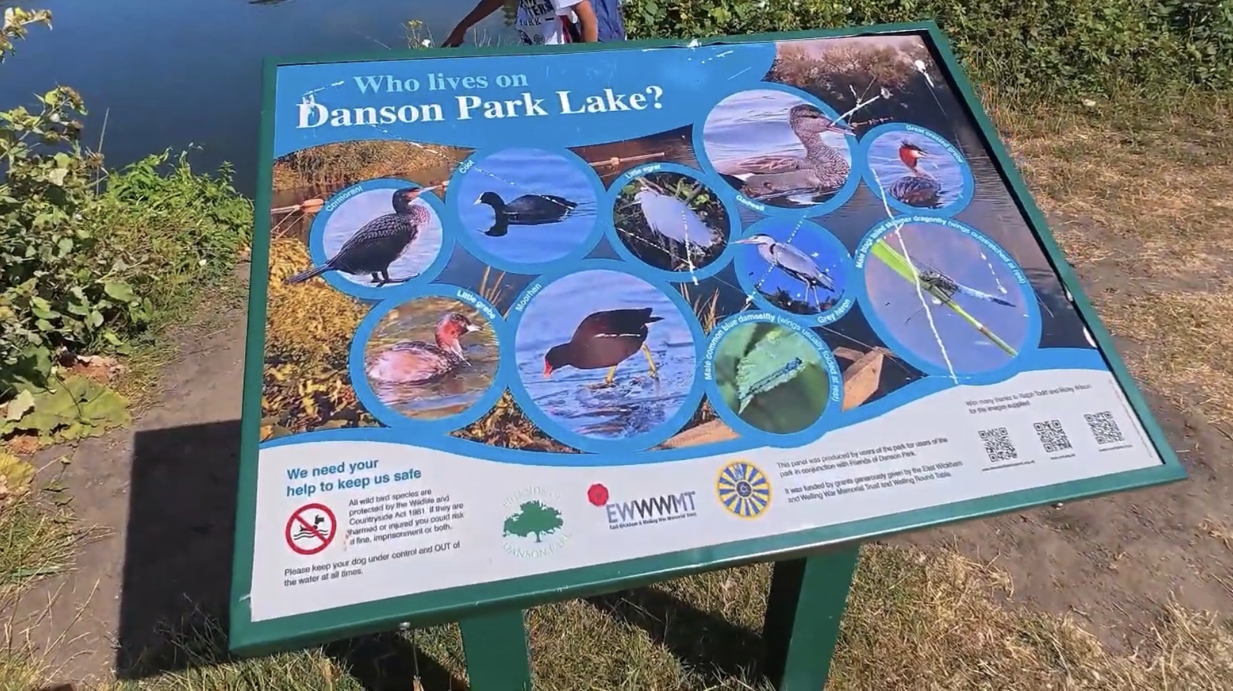 Who lives on Danson Park Lake wildlife identification board by the water