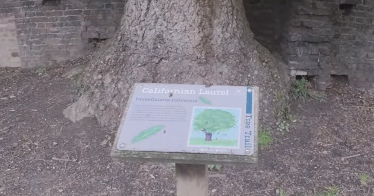 Californian Laurel tree trail sign at the base of a large tree in Gunnersbury Park