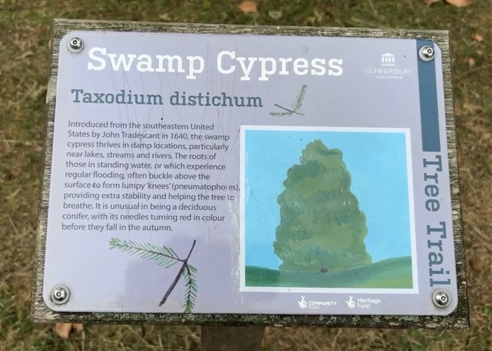 Swamp Cypress tree trail information sign in Gunnersbury Park