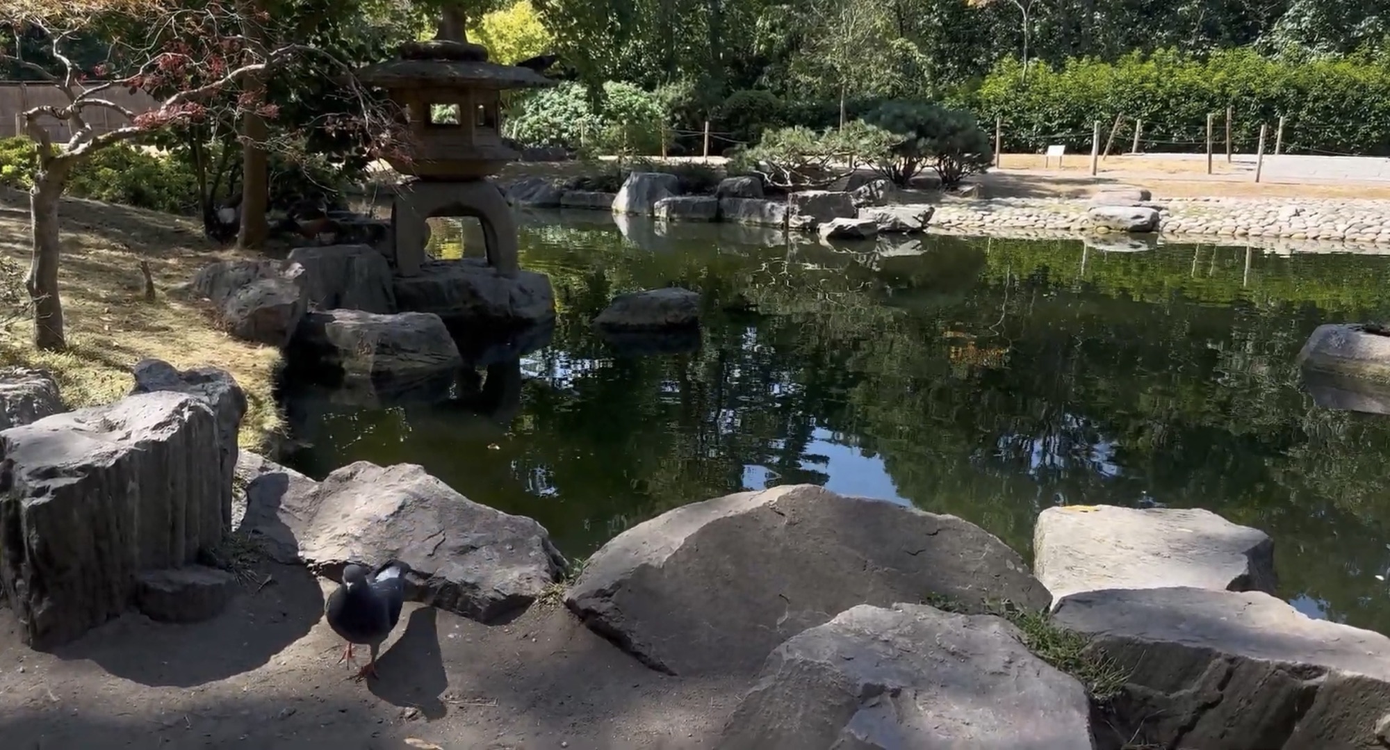 The koi pond with a traditional stone lantern in the Kyoto Garden