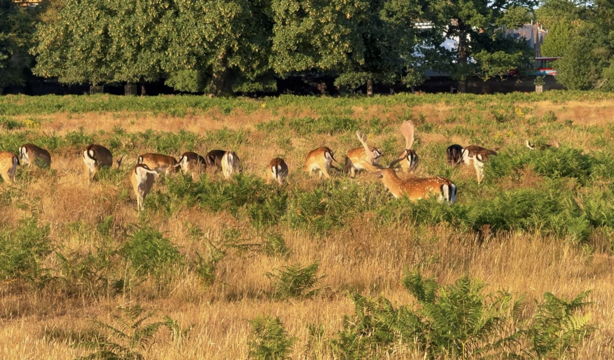 A herd of fallow deer grazing among ferns and bracken in Bushy Park at sunset