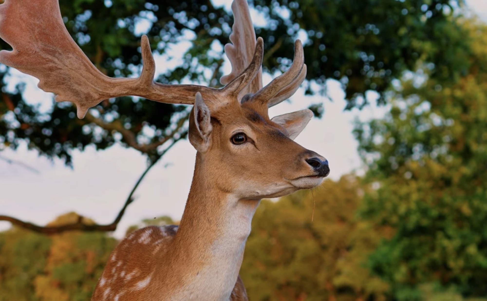 Close-up of a fallow deer stag with large antlers in Bushy Park
