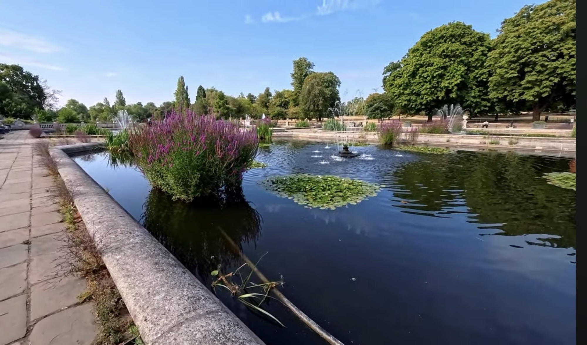 Water lilies and purple loosestrife growing in one of the ornamental ponds in the Italian Gardens