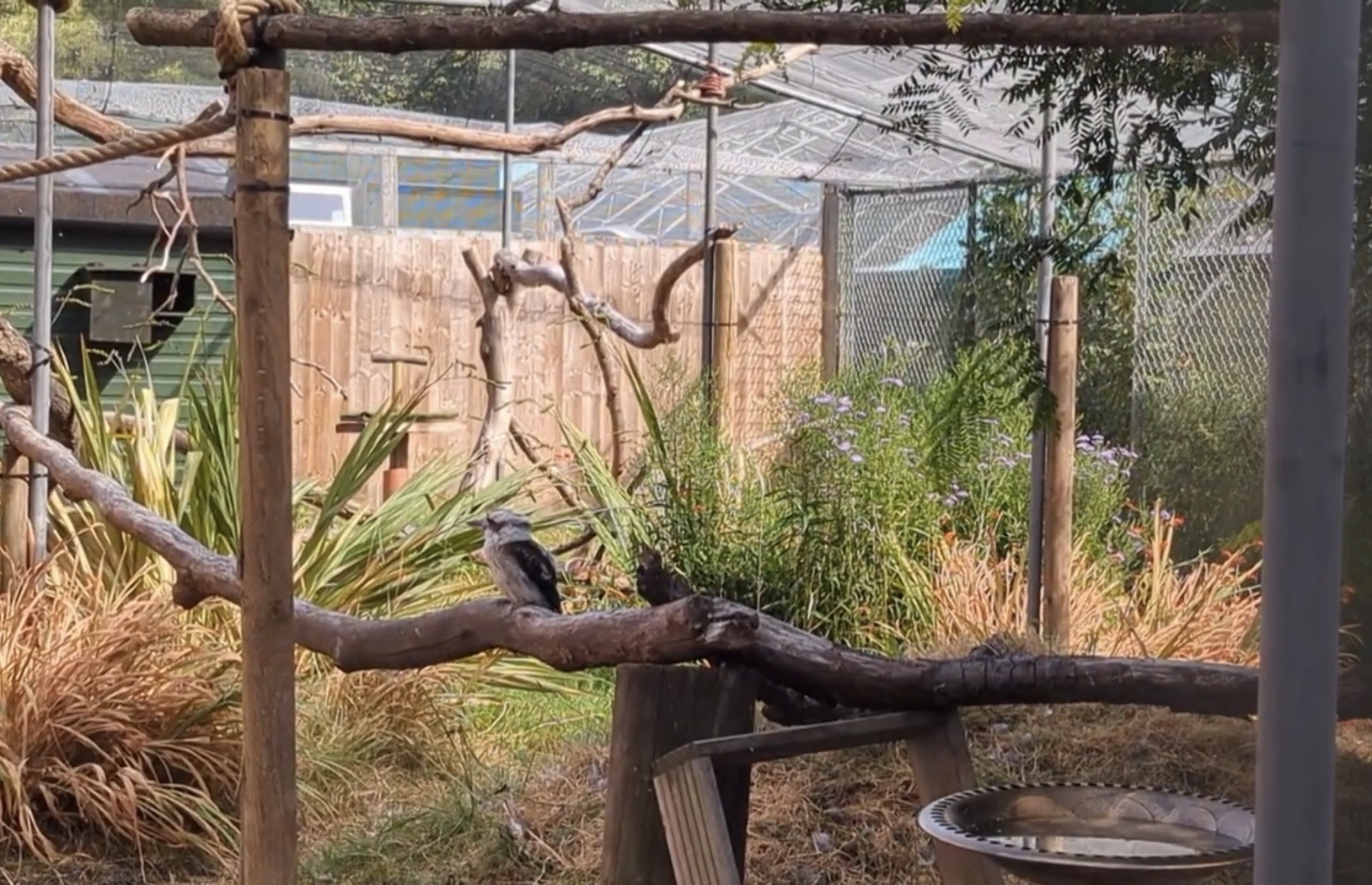 A kookaburra perched on a branch in its planted aviary at Golders Hill Park Zoo