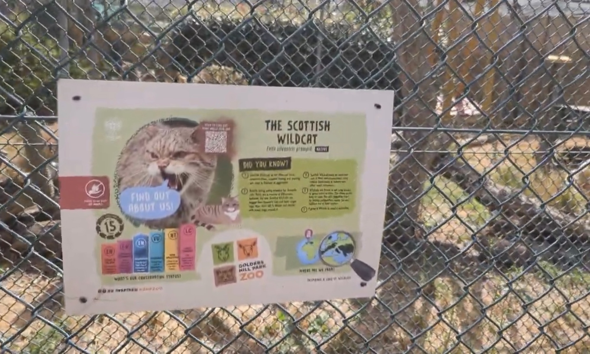 Scottish Wildcat information board fixed to the chain-link fence of its enclosure at Golders Hill Park Zoo