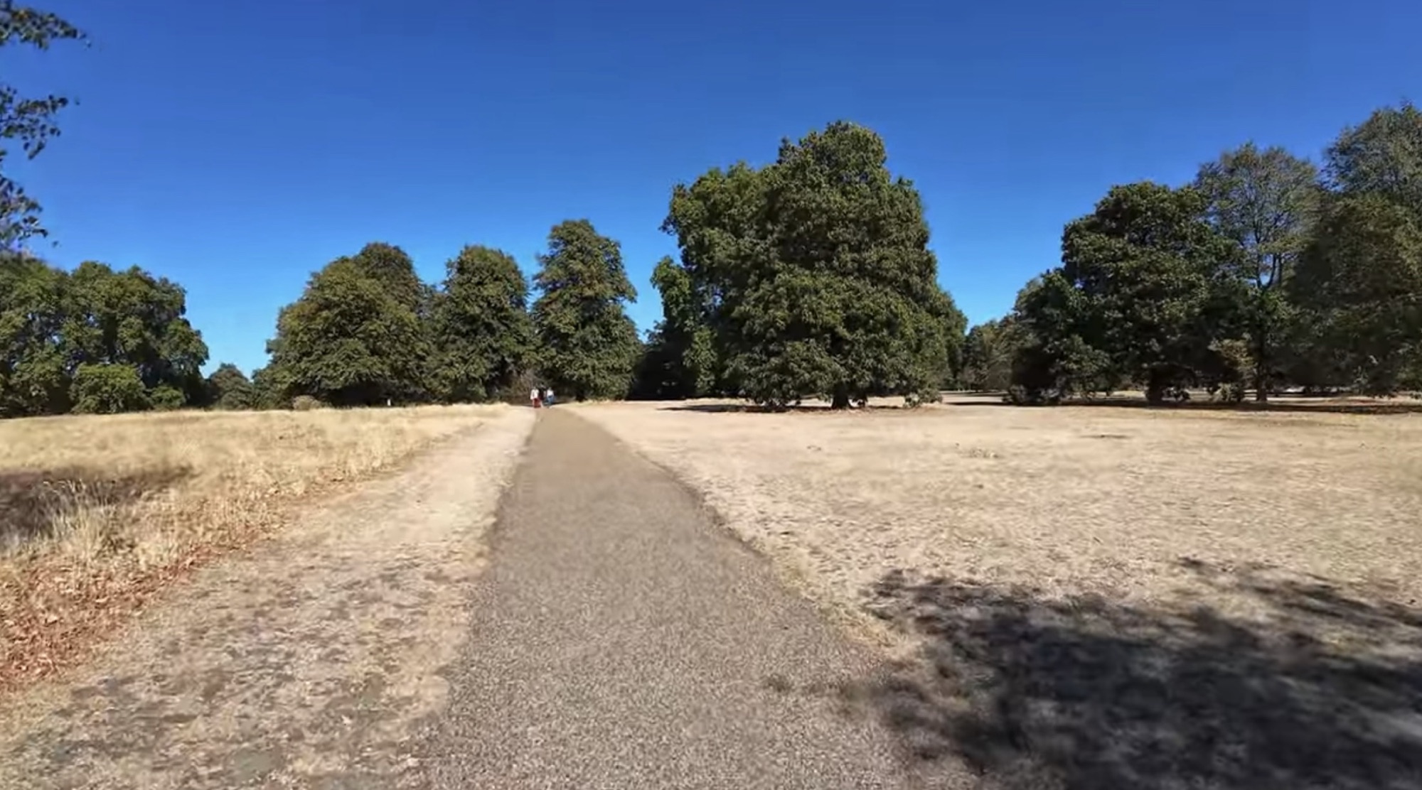 Dry sunbaked path through Hyde Park lined with mature trees on a hot late August day