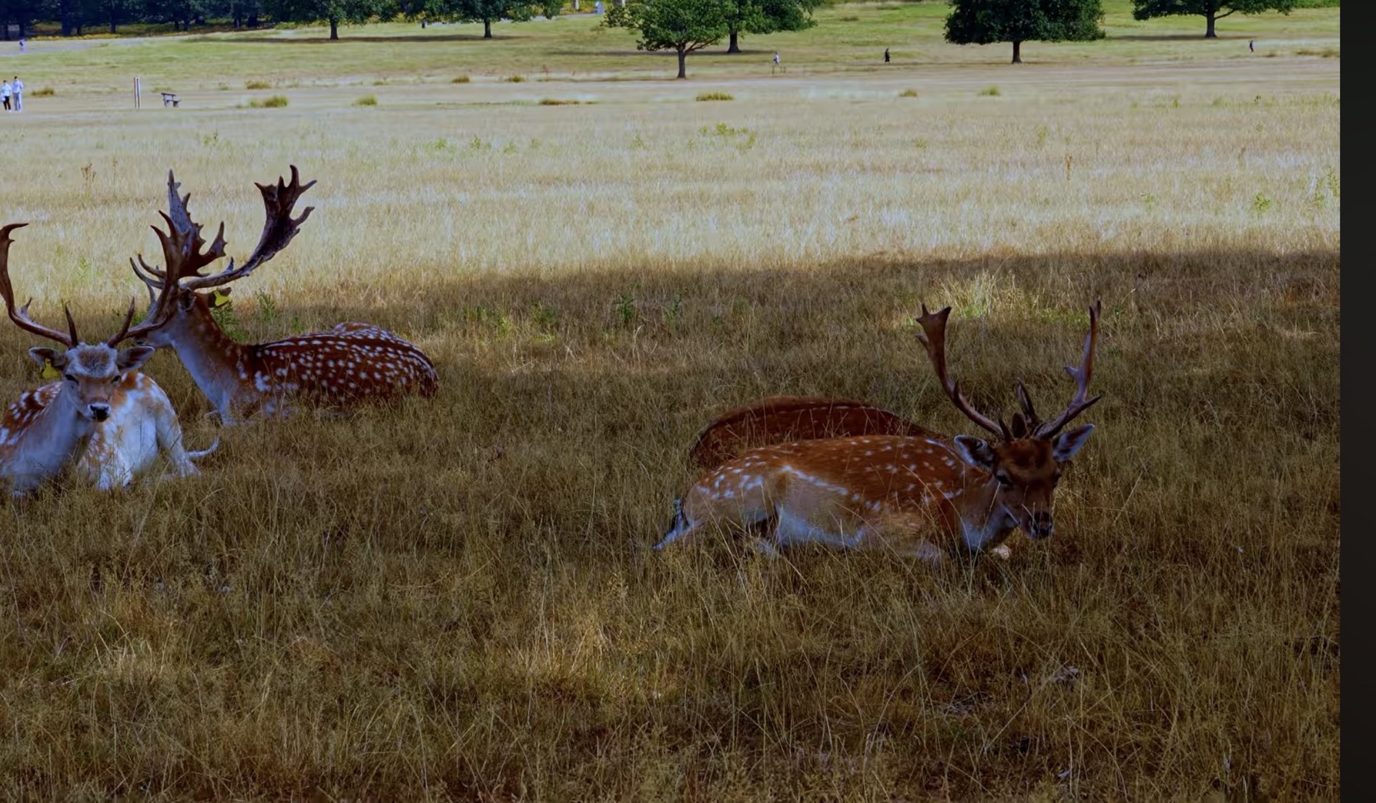 Fallow deer with large antlers resting and grazing in long grass in Richmond Park