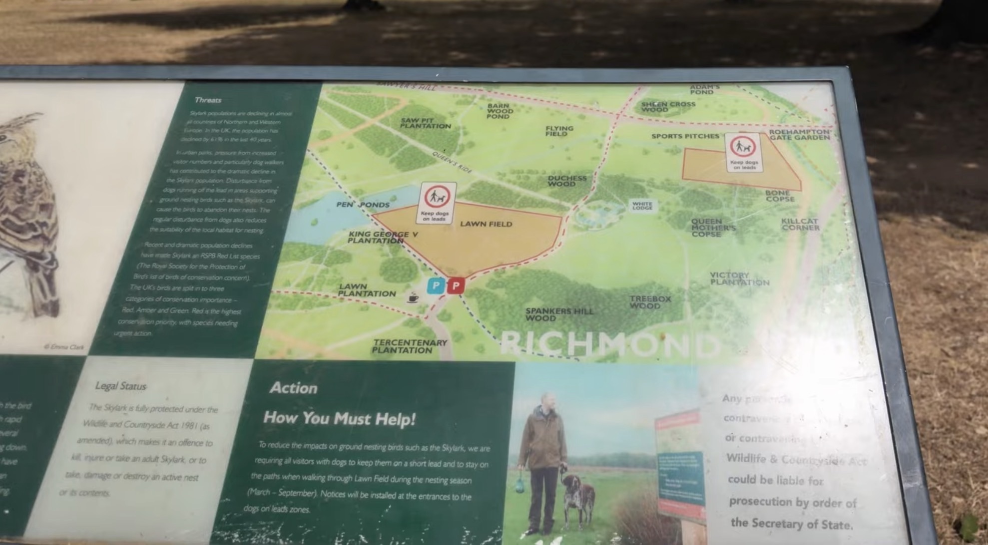 Information board about skylark ground-nesting bird protection in Richmond Park, showing a map of the Lawn Field lead zone