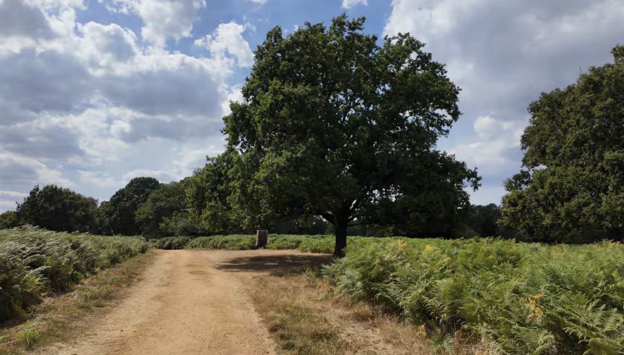 A gravel path lined with ferns leading past a large oak tree in Richmond Park
