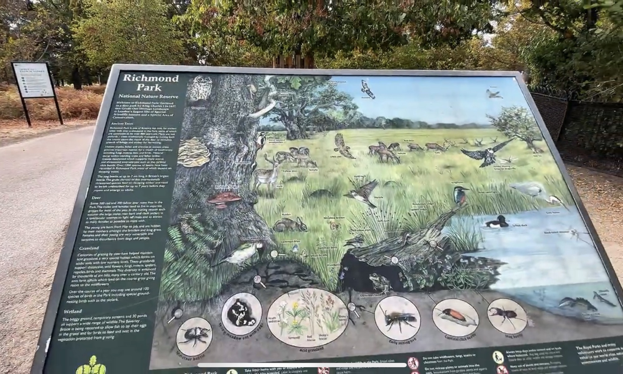 Richmond Park National Nature Reserve information board illustrating deer, birds, ancient trees and grassland wildlife