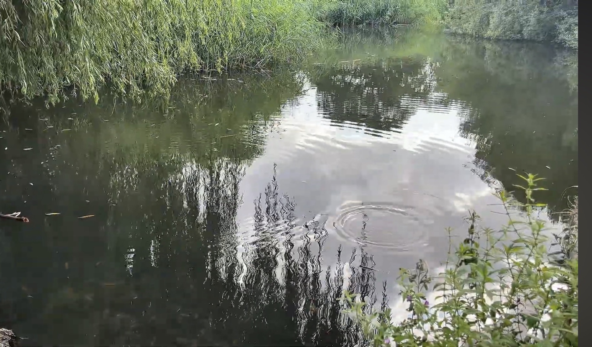 Still water in a stream at Isabella Plantation reflecting the surrounding reeds and trees, with a ripple from a fish
