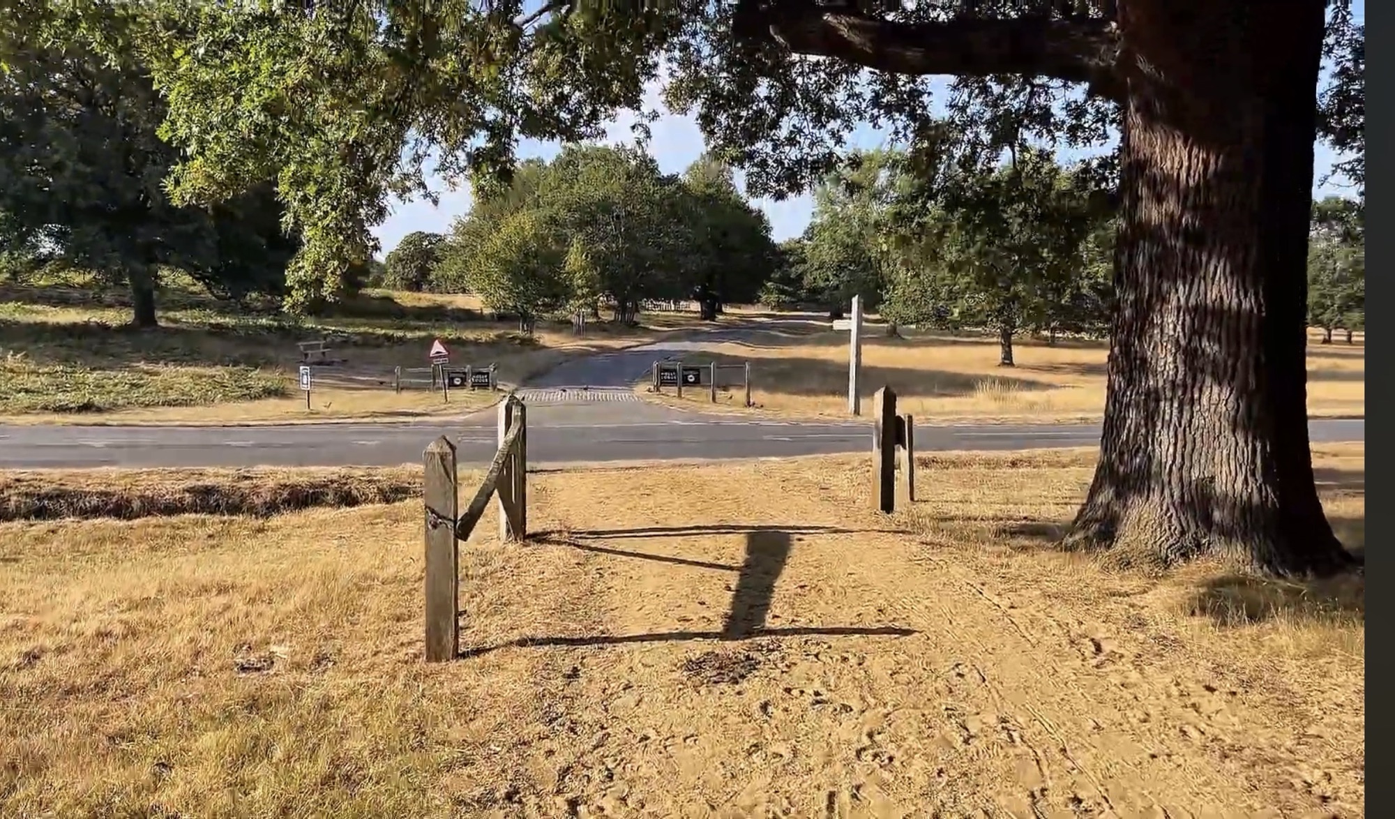 A path junction in Richmond Park with wooden gateposts, signage and a road crossing beneath a large oak tree