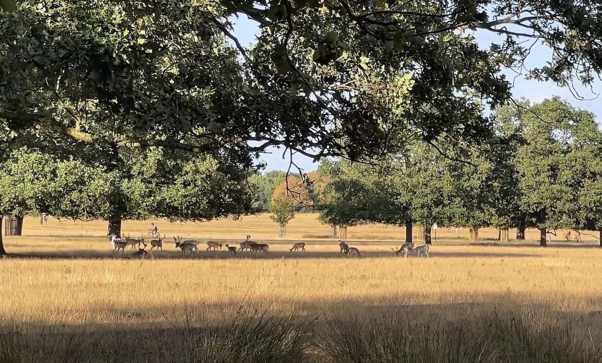 A herd of fallow deer grazing in the open grassland of Richmond Park with a cyclist passing on the path behind