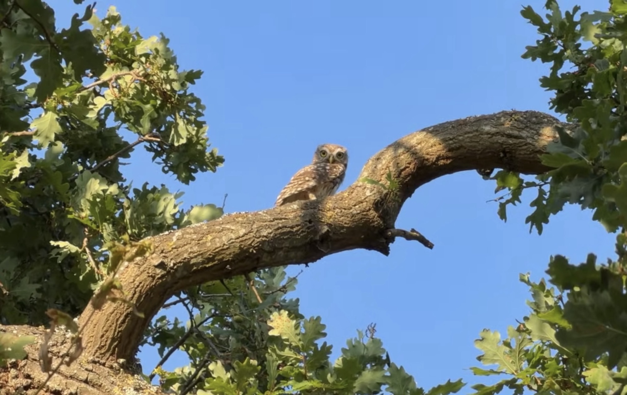 A little owl perched on an oak branch against a clear blue sky in Richmond Park