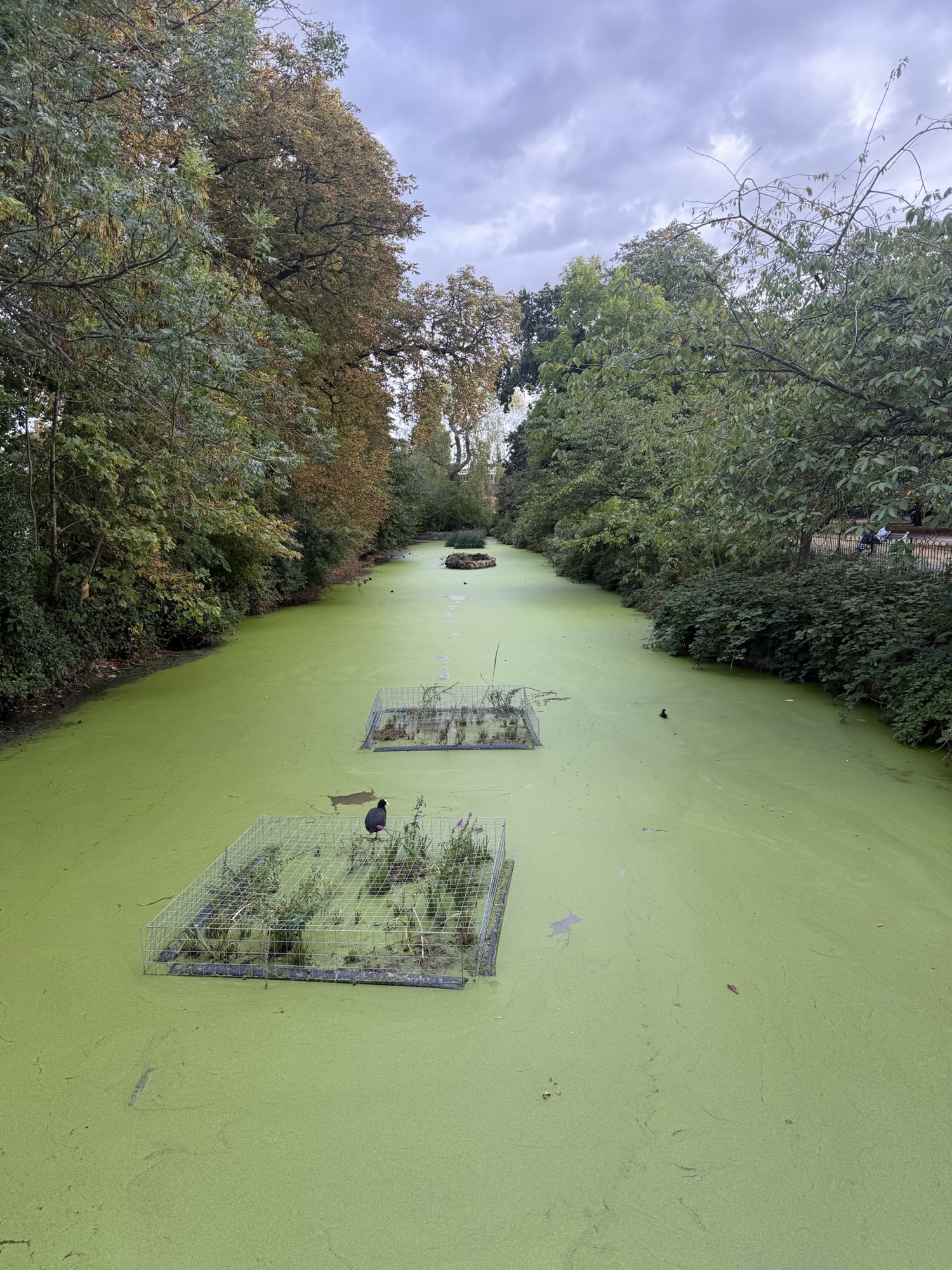 The Lloyd Park moat covered in green duckweed with wire plant cages and a coot standing on one of them