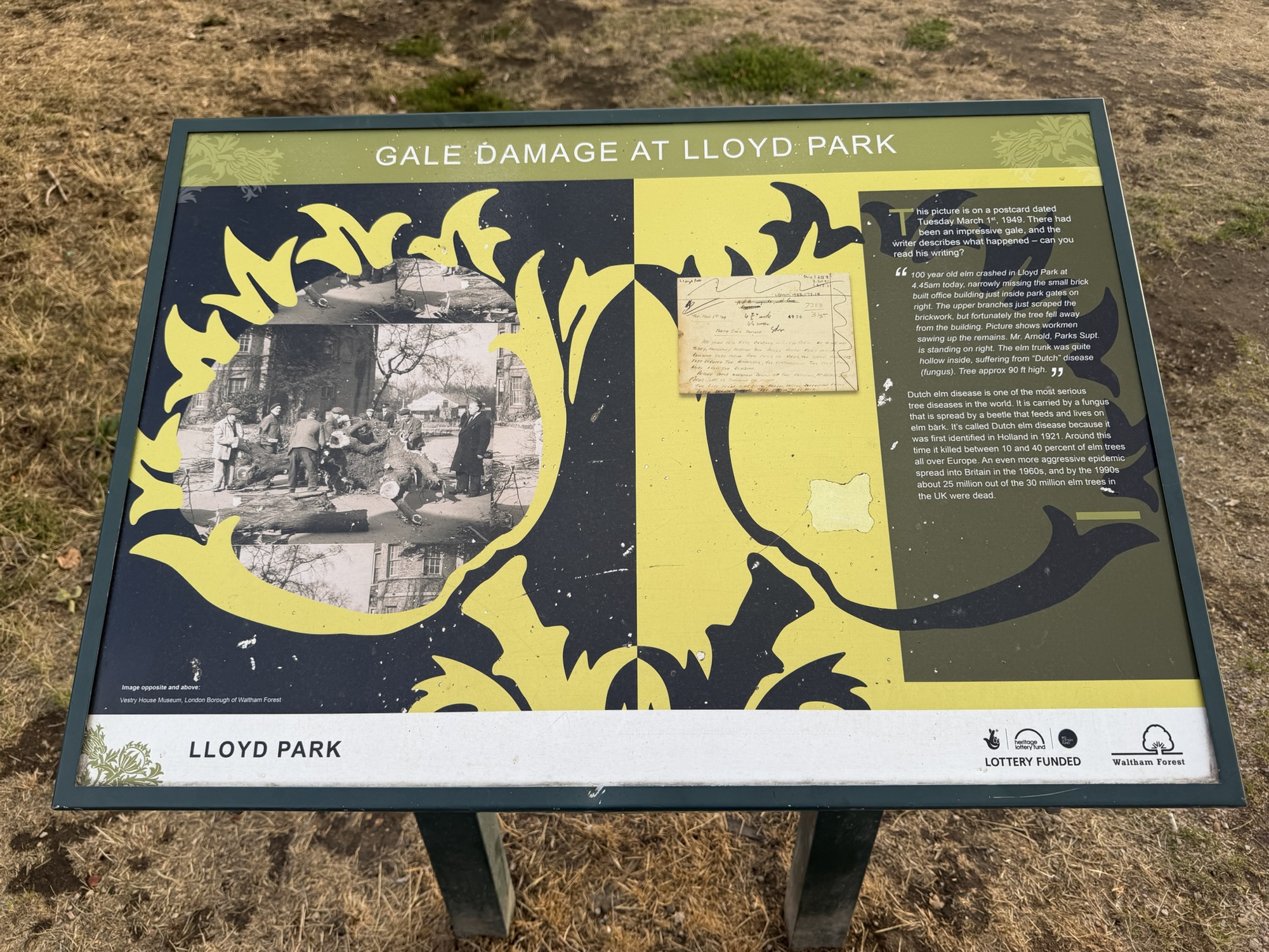 Gale Damage at Lloyd Park history board describing a 1949 storm and Dutch elm disease