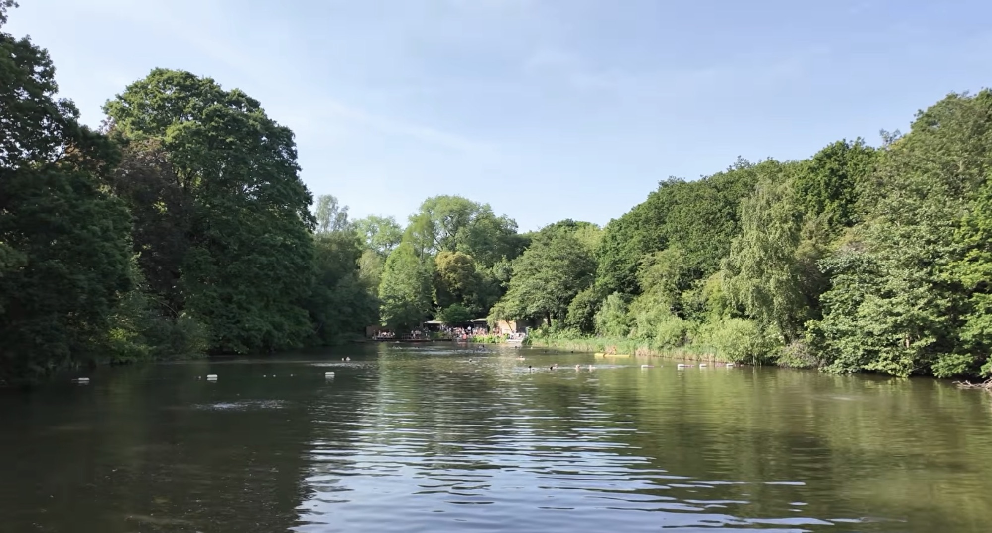 Swimmers in one of the Hampstead Heath bathing ponds with a lifeguard platform among the trees