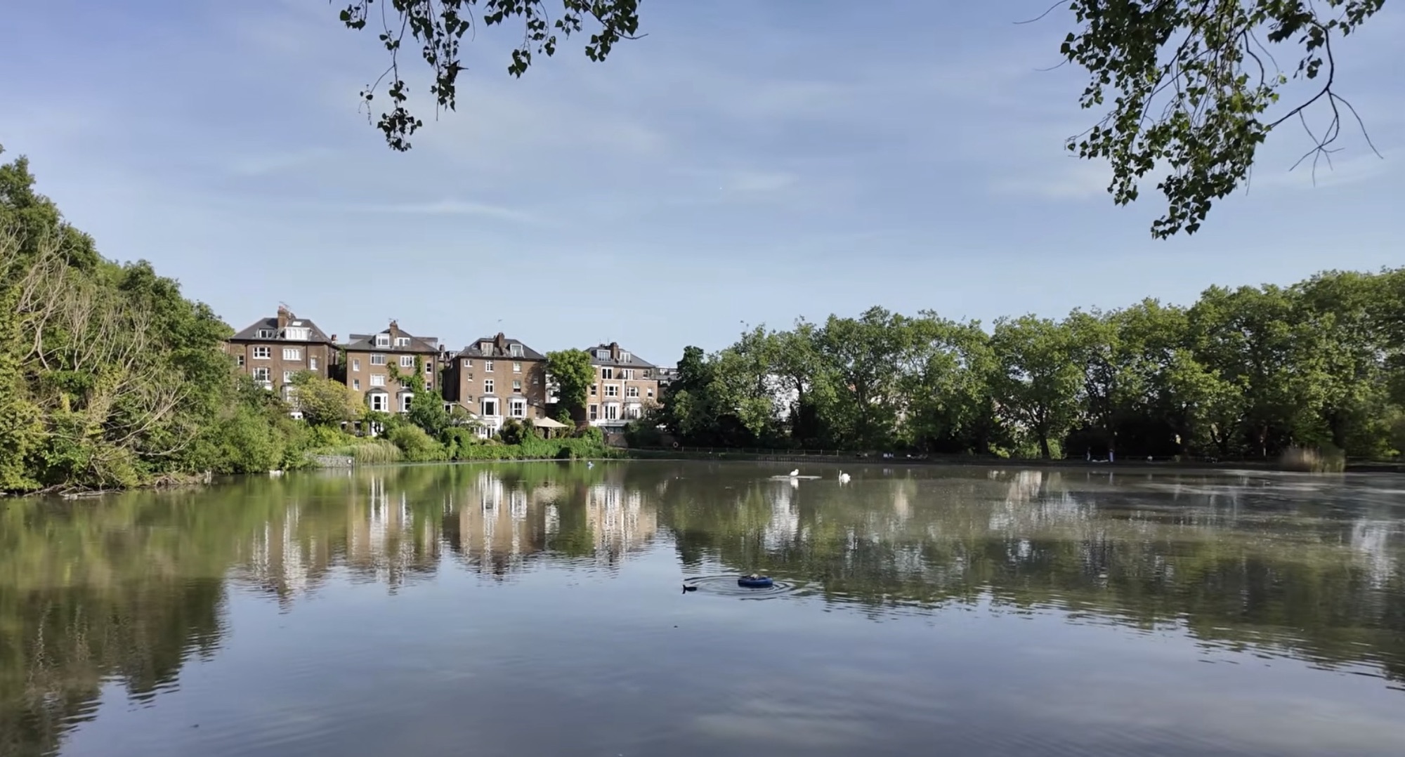 Calm pond on Hampstead Heath reflecting Victorian houses and swans on the water