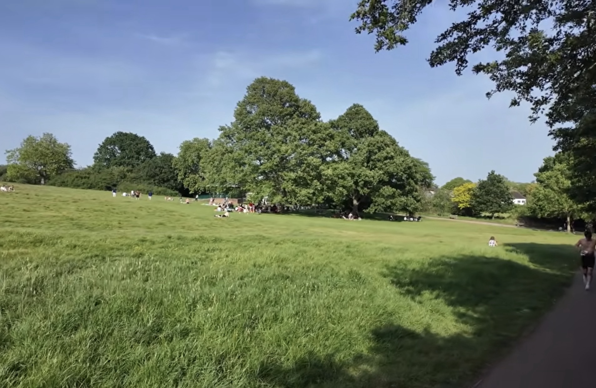 Wide open grassy field with people relaxing under a large tree on Hampstead Heath