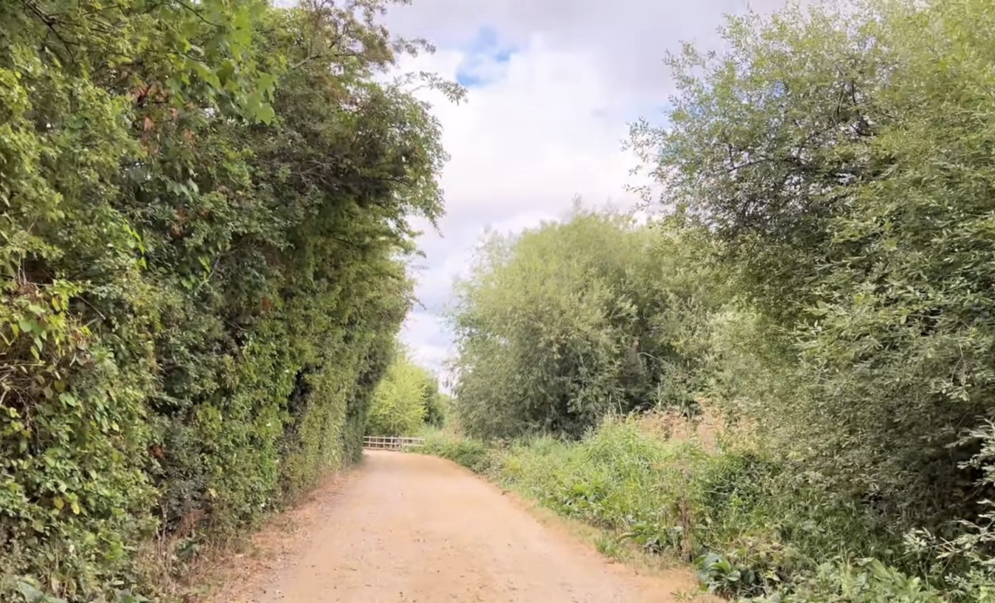 Sandy path lined with tall hedges through the Lee Valley countryside