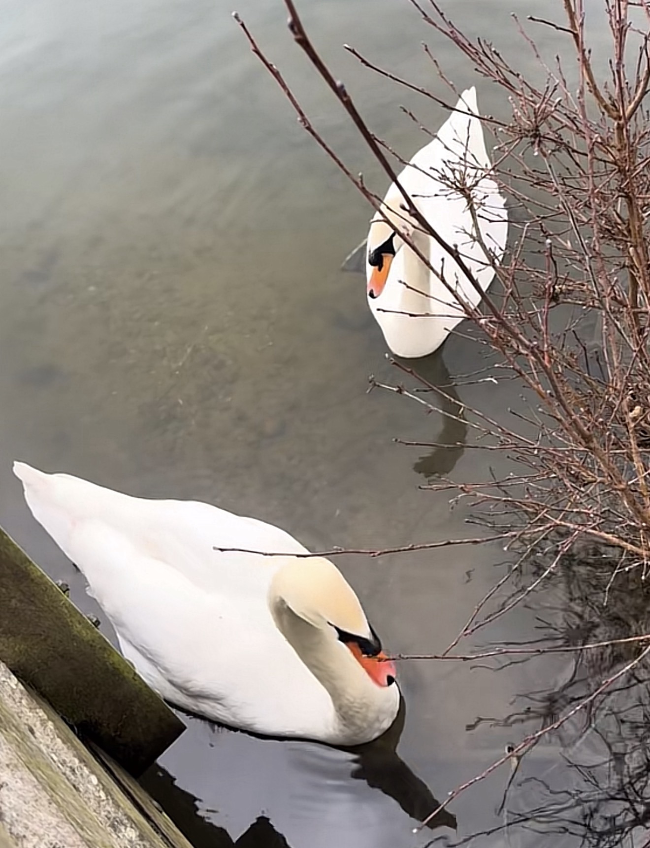 Two mute swans swimming close to the riverbank in Lee Valley