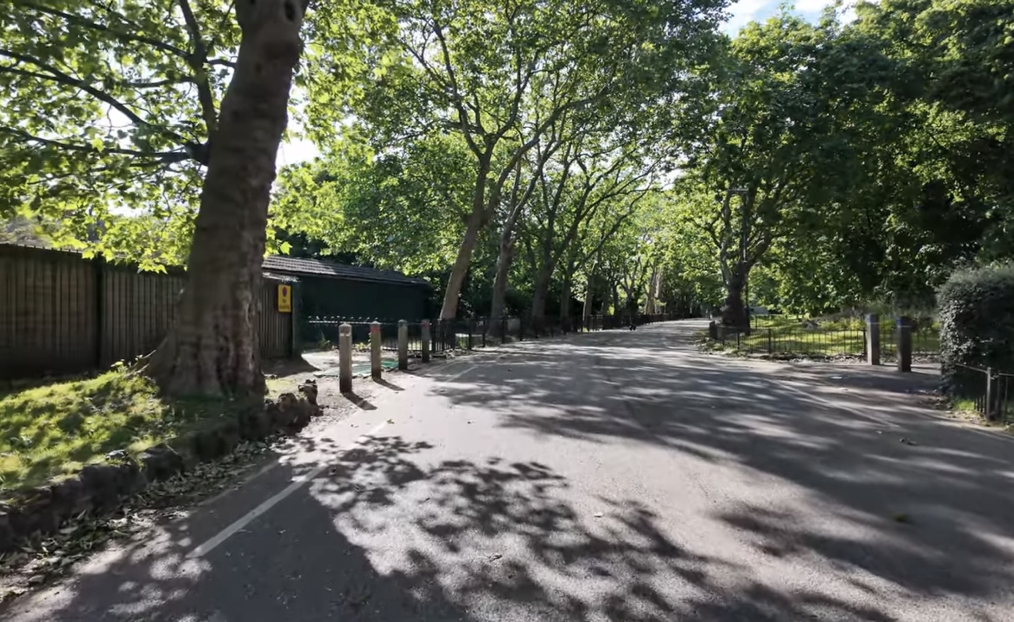 Sunlit avenue of tall plane trees lining a path through Barking Park