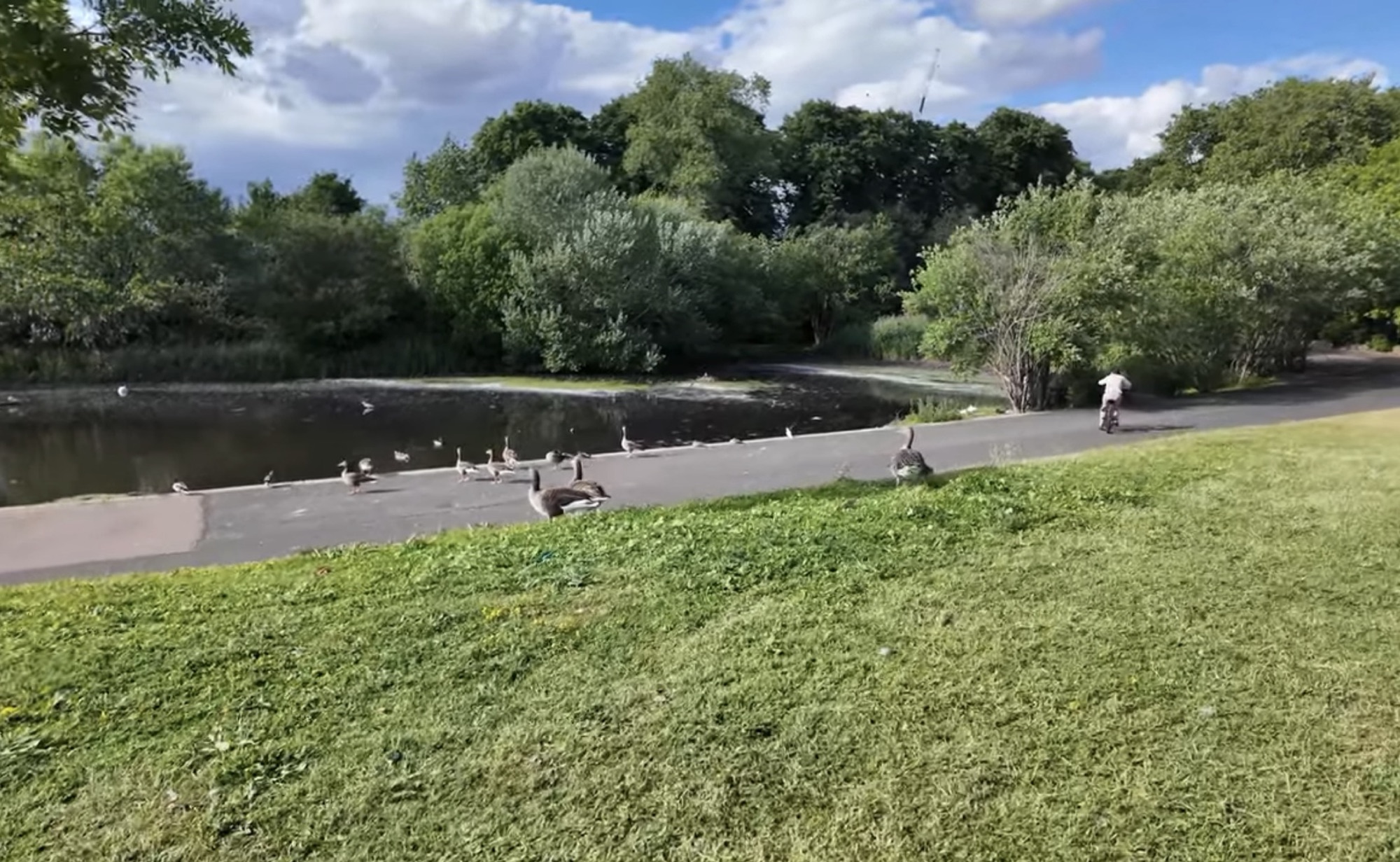 Geese gathered on the path beside the boating lake with a cyclist riding past