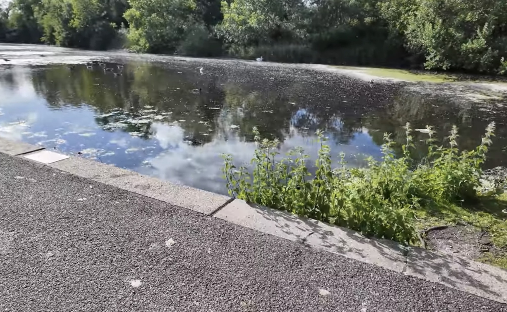 Edge of the Barking Park boating lake with nettles growing along the path