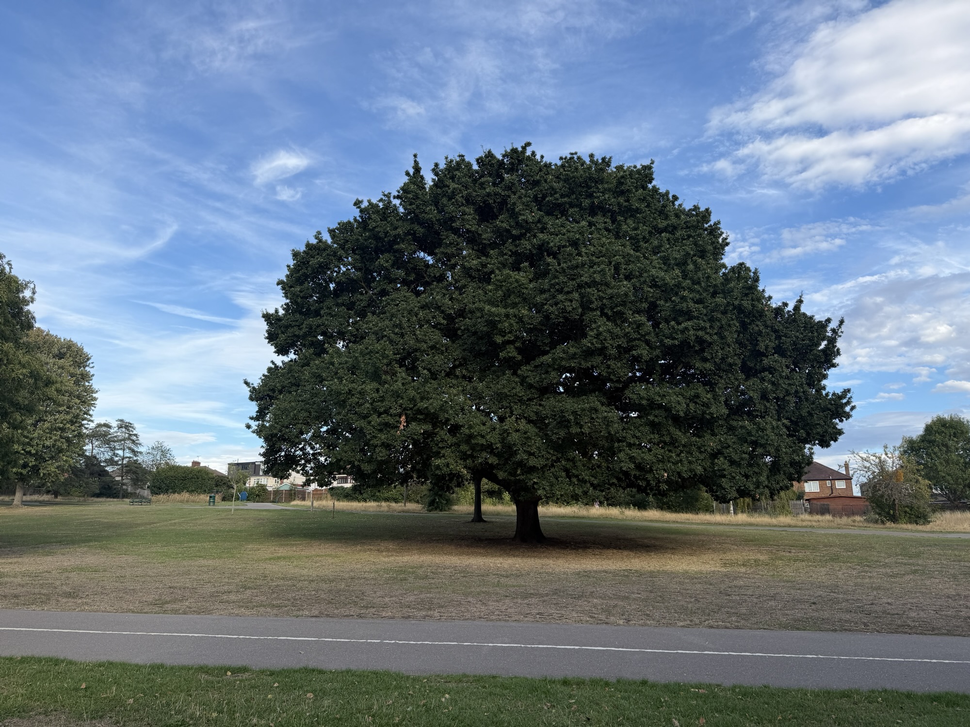 A large, wide-spreading tree standing alone on the open grass of Lodge Farm Park