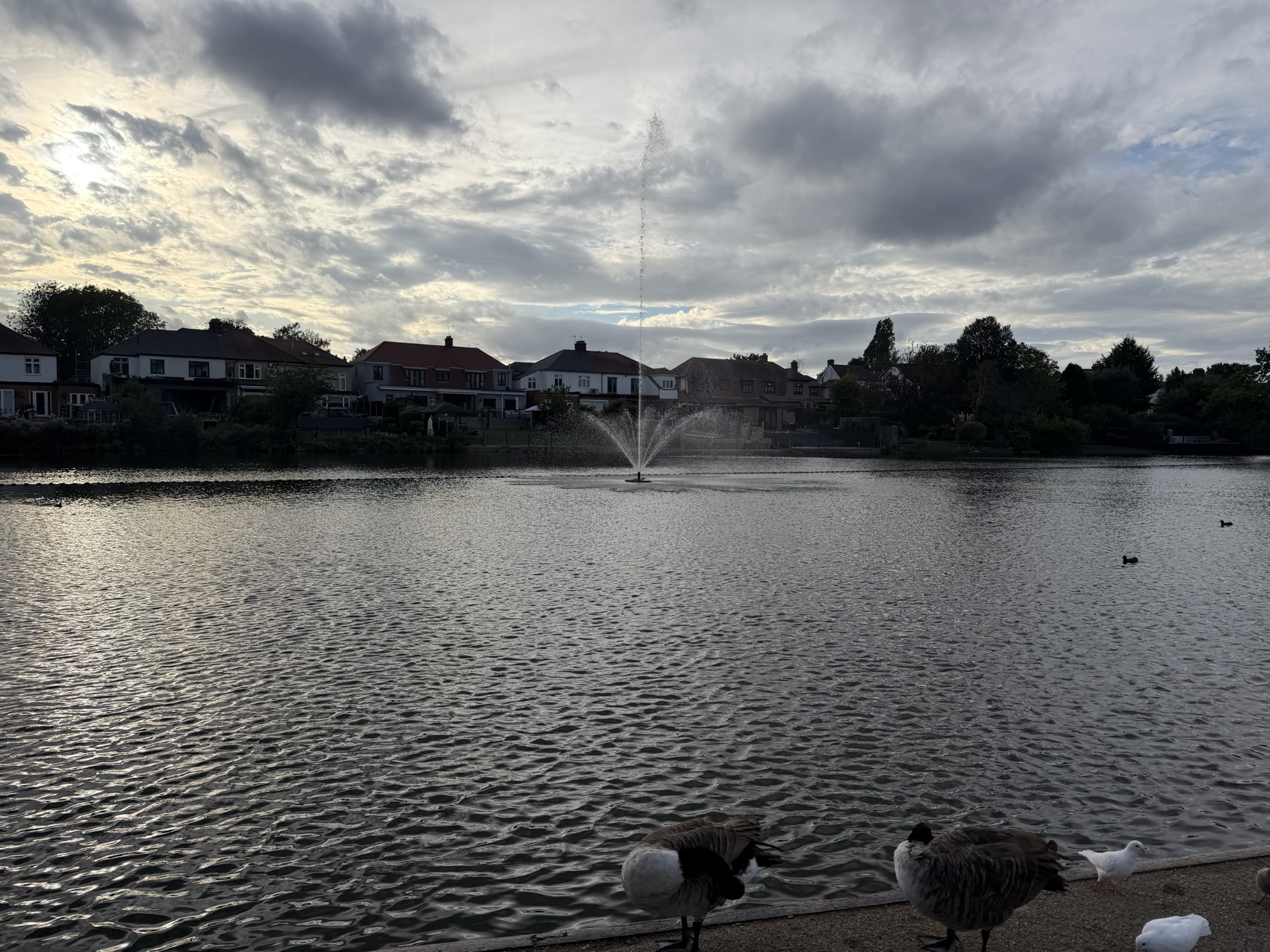 Wide view of Raphael Park lake with a fountain and waterfowl gathered near the shore at dusk