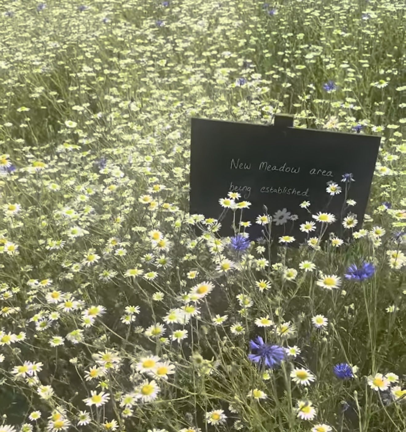 Wildflower meadow with daisies and cornflowers and a sign reading New Meadow area being established