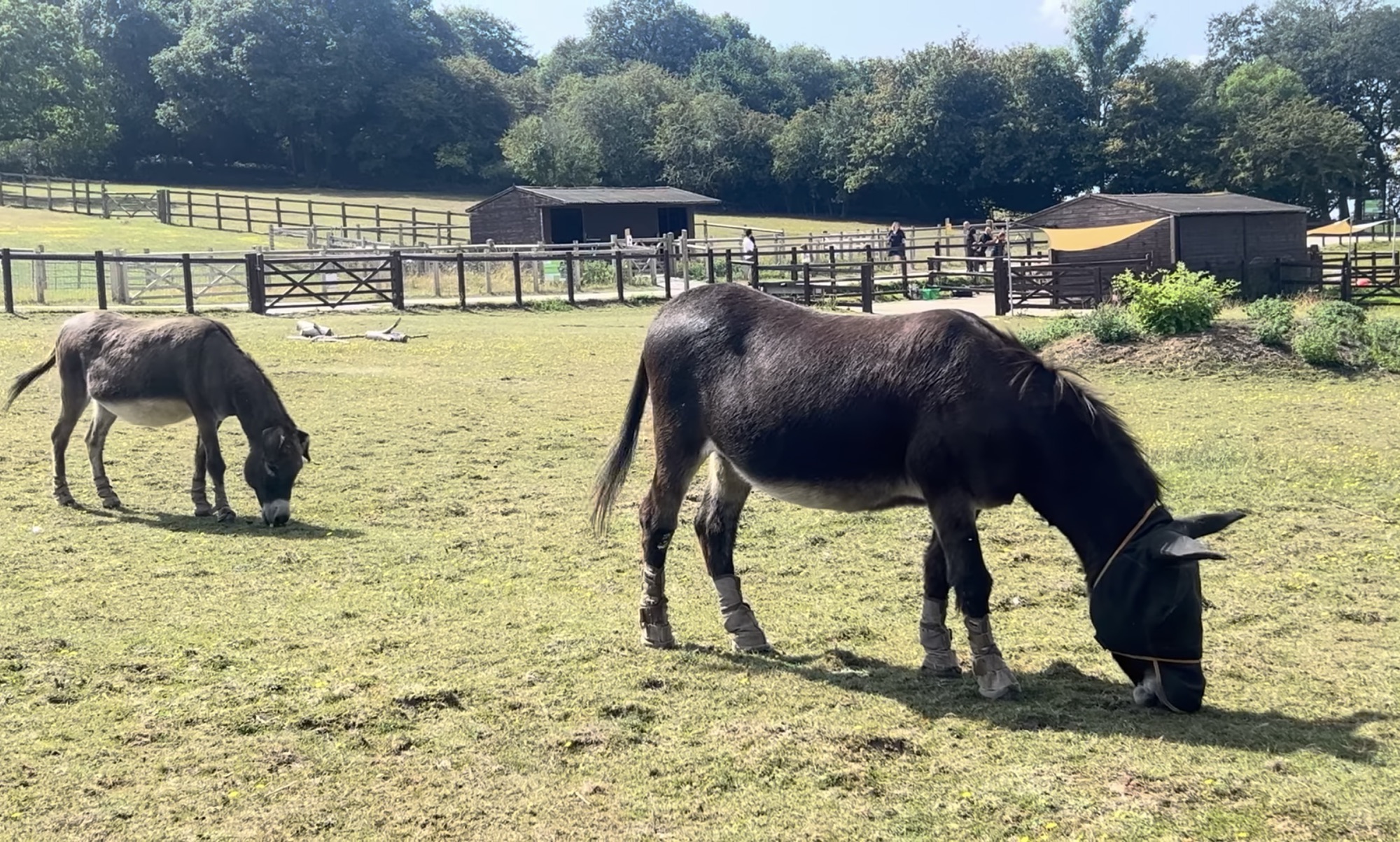 Two donkeys grazing in a paddock at Foxburrows Farm in Hainault Forest Country Park