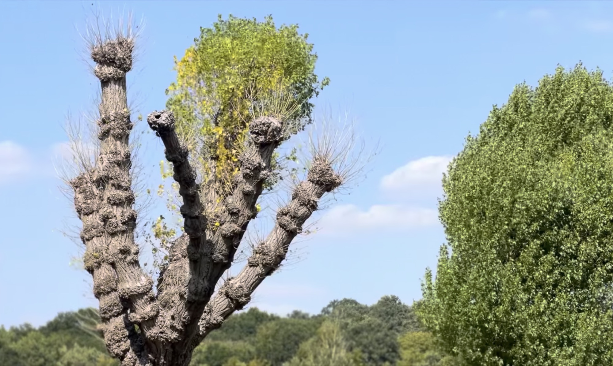 Pollarded tree with knobbly branches against a blue sky at Hainault Forest Country Park