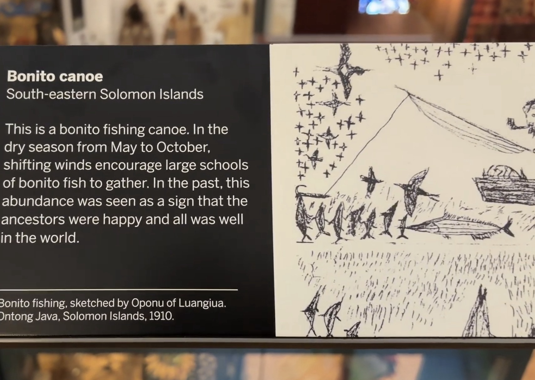Museum label for a bonito fishing canoe from the south-eastern Solomon Islands beside a 1910 sketch of bonito fishing