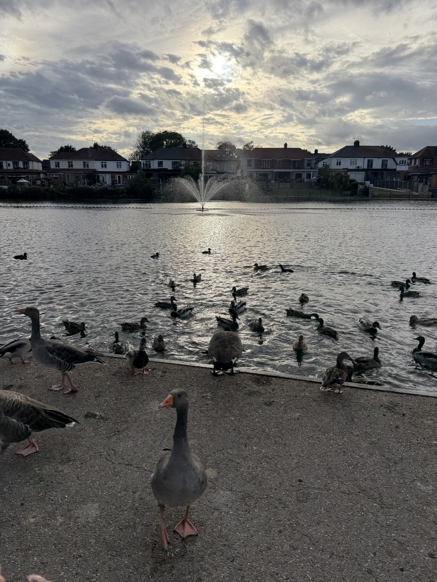A goose standing close to the camera on the lakeside path with more geese and ducks on the water behind