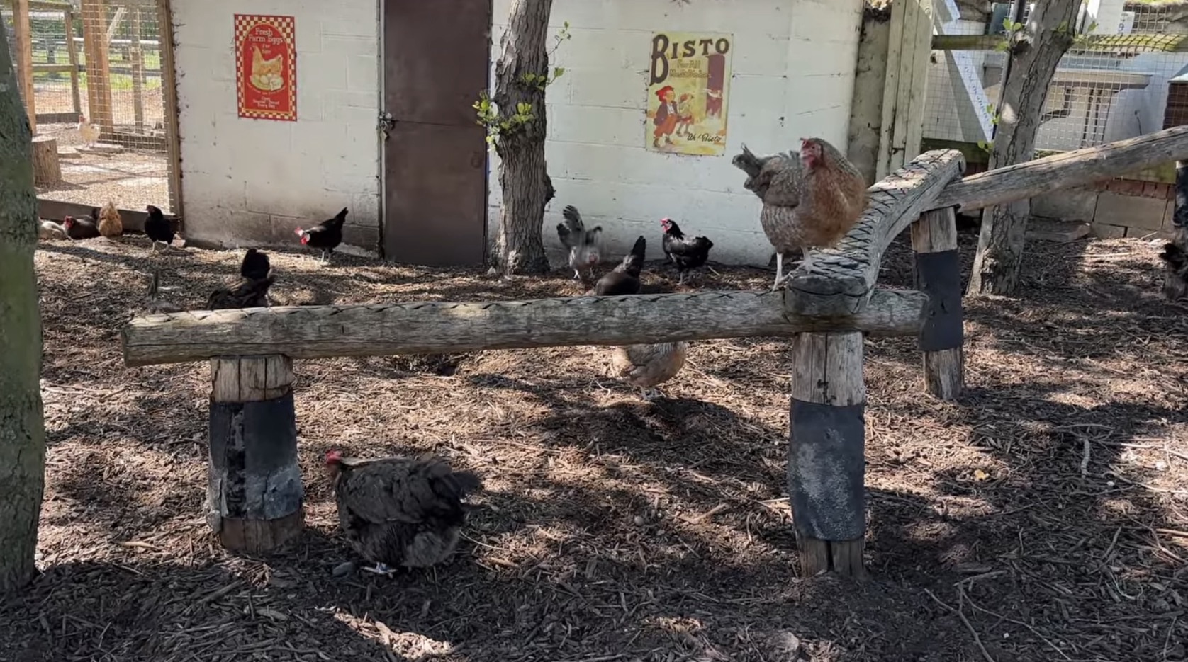 Hens in a run beside a Bisto poster at Mudchute Farm
