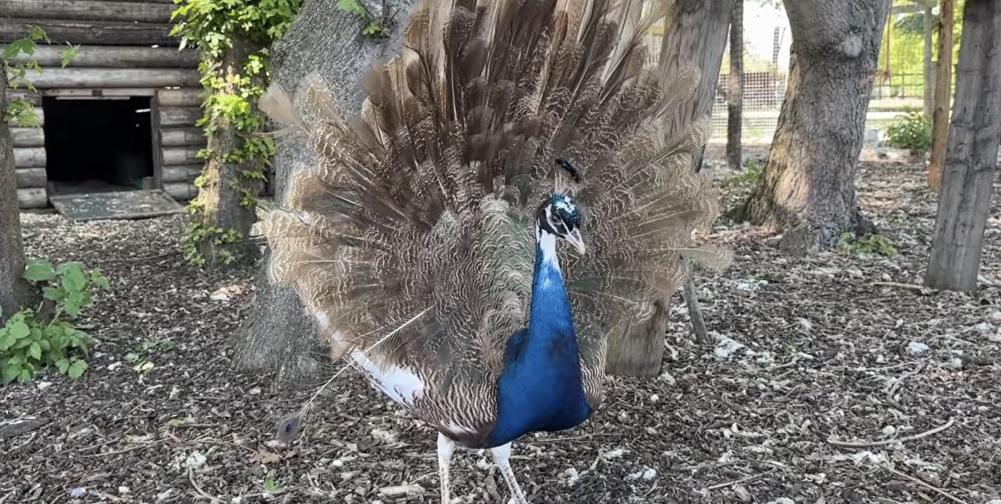 Peacock with its tail feathers fanned out at Mudchute Park and Farm