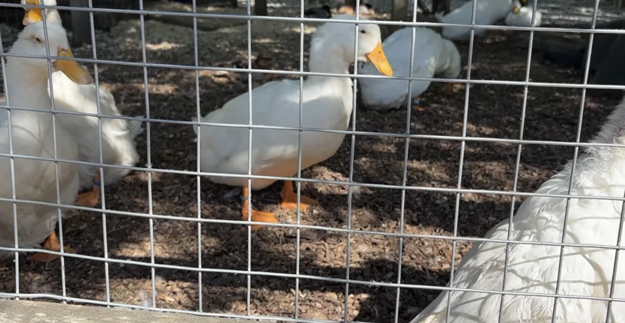 White ducks behind a wire fence at Mudchute Farm
