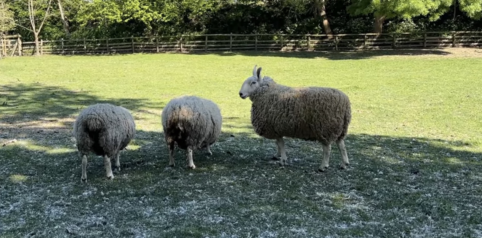 Three sheep standing in a grassy field at Mudchute Farm