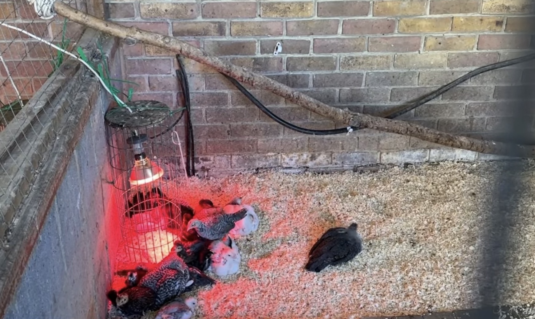 Small chicks huddled under a red heat lamp in a pen at Mudchute Farm