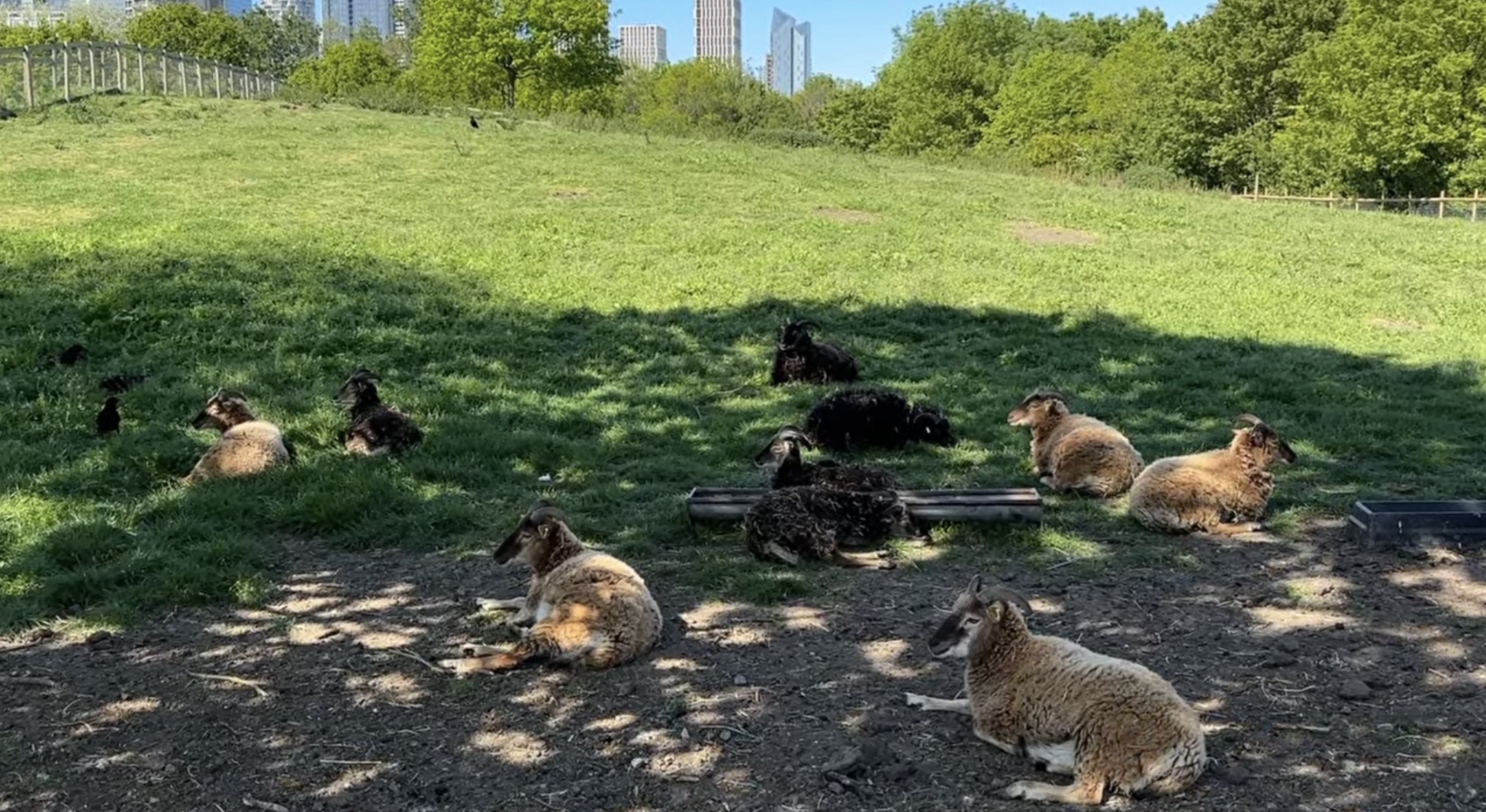 Sheep resting on a grassy hillside at Mudchute with the Canary Wharf skyline behind