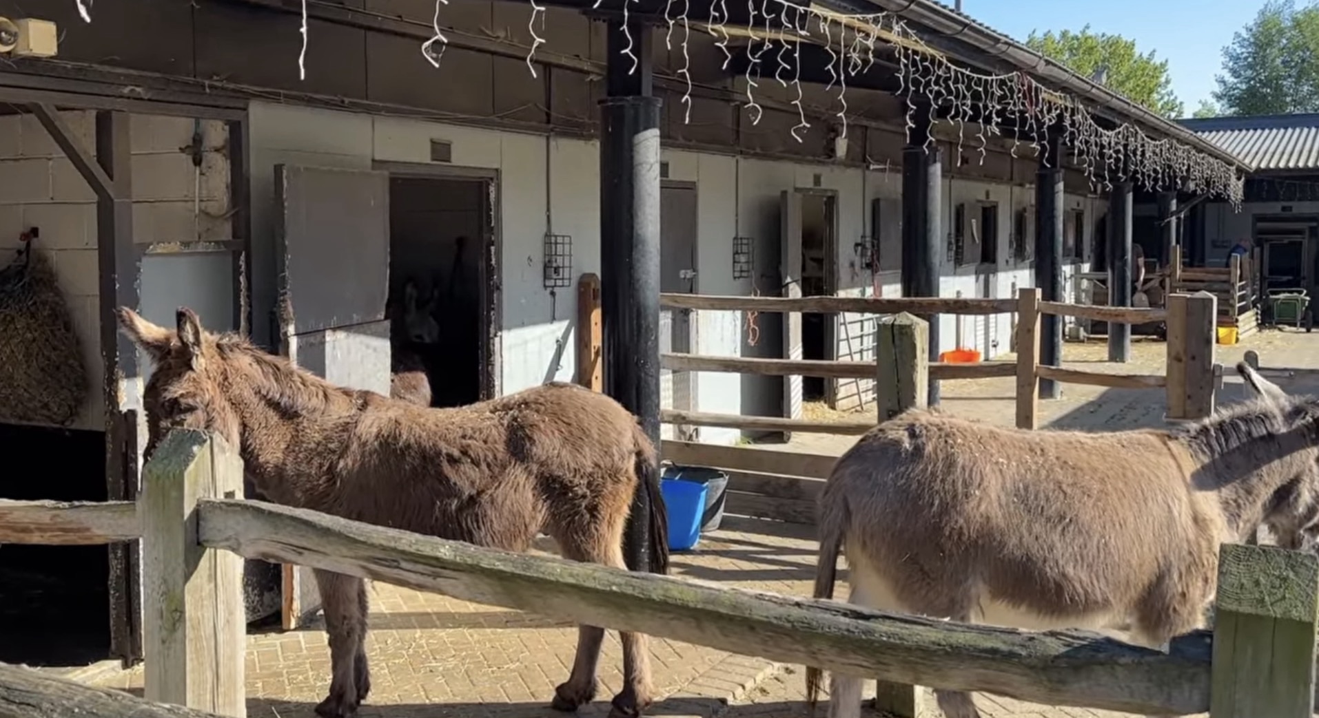 Donkeys standing at a fence in their paddock at Mudchute Farm