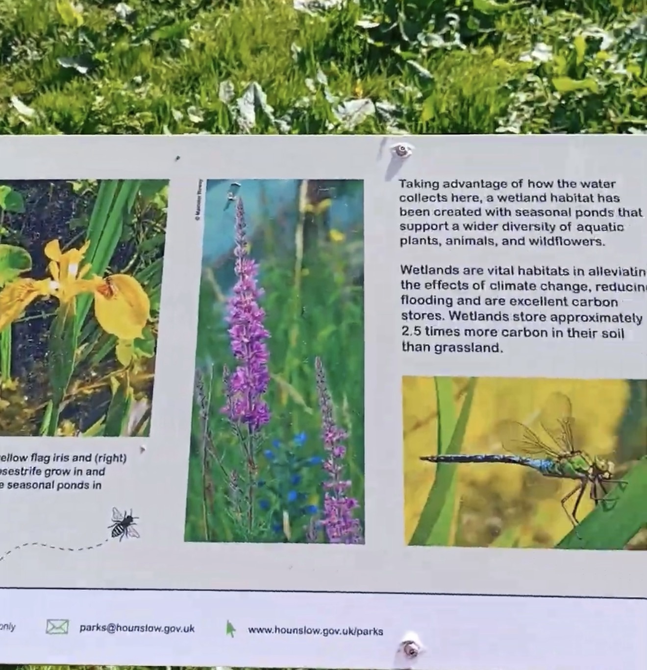 Information board with yellow flag iris, purple loosestrife and an emperor dragonfly explaining the wetland habitat
