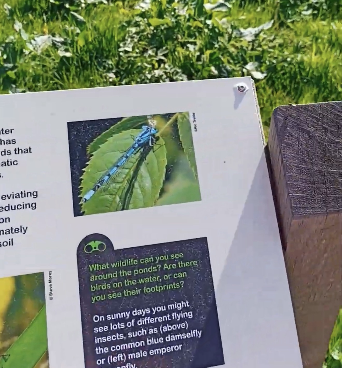 Information board at Boston Manor Park showing a common blue damselfly and asking what wildlife visitors can see around the ponds