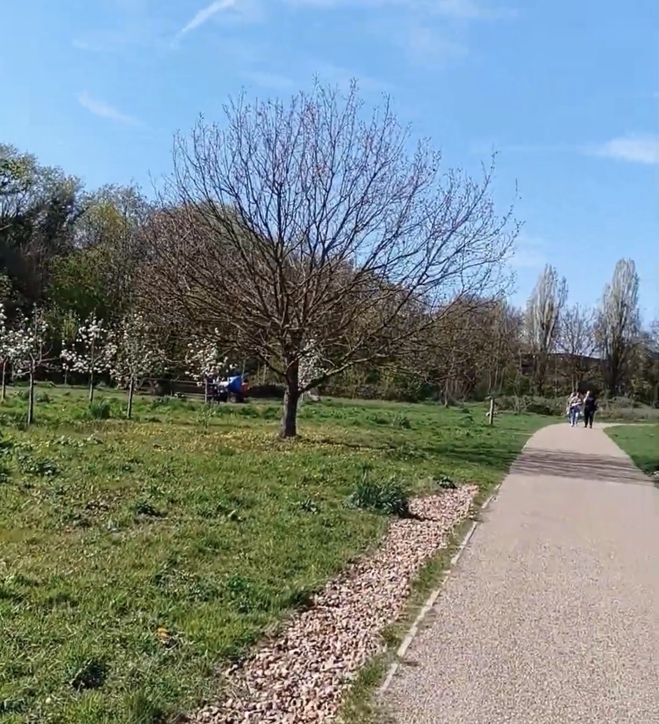 Young blossoming fruit trees and a gravel path through the orchard area of Boston Manor Park