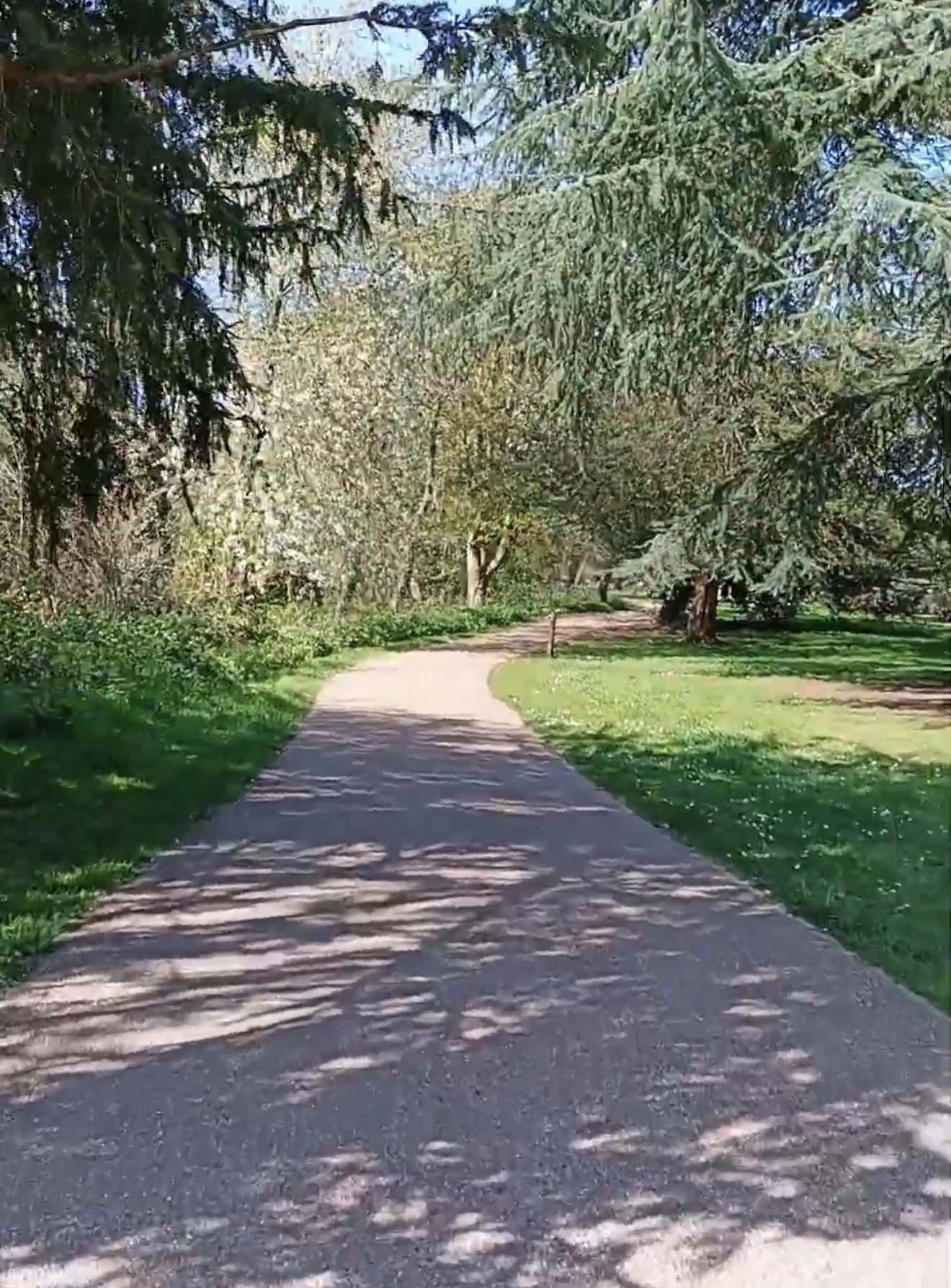 Gravel path dappled with sunlight beneath large cedar trees in Boston Manor Park