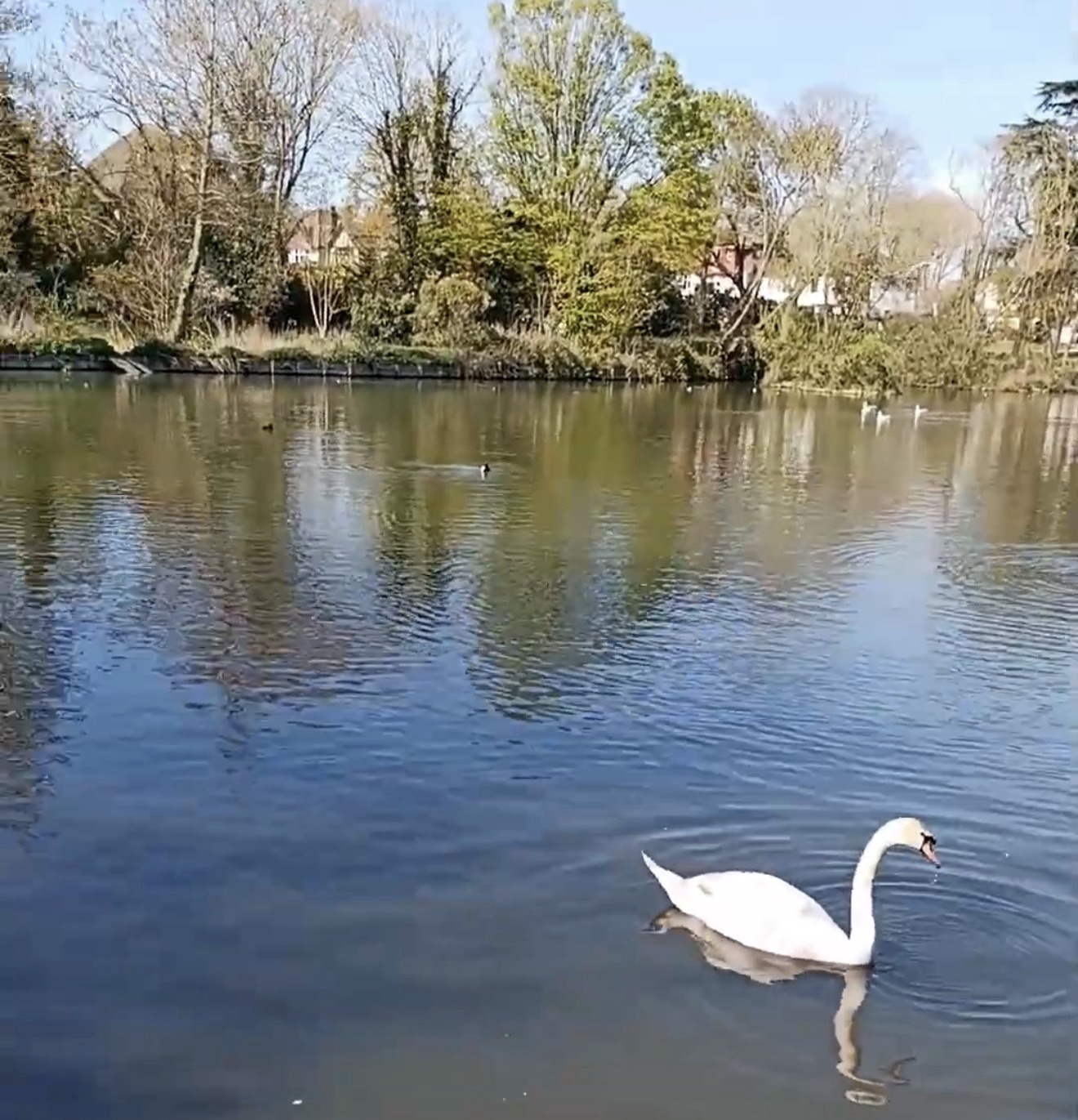 White swan gliding across the lake at Boston Manor Park with ducks and trees behind