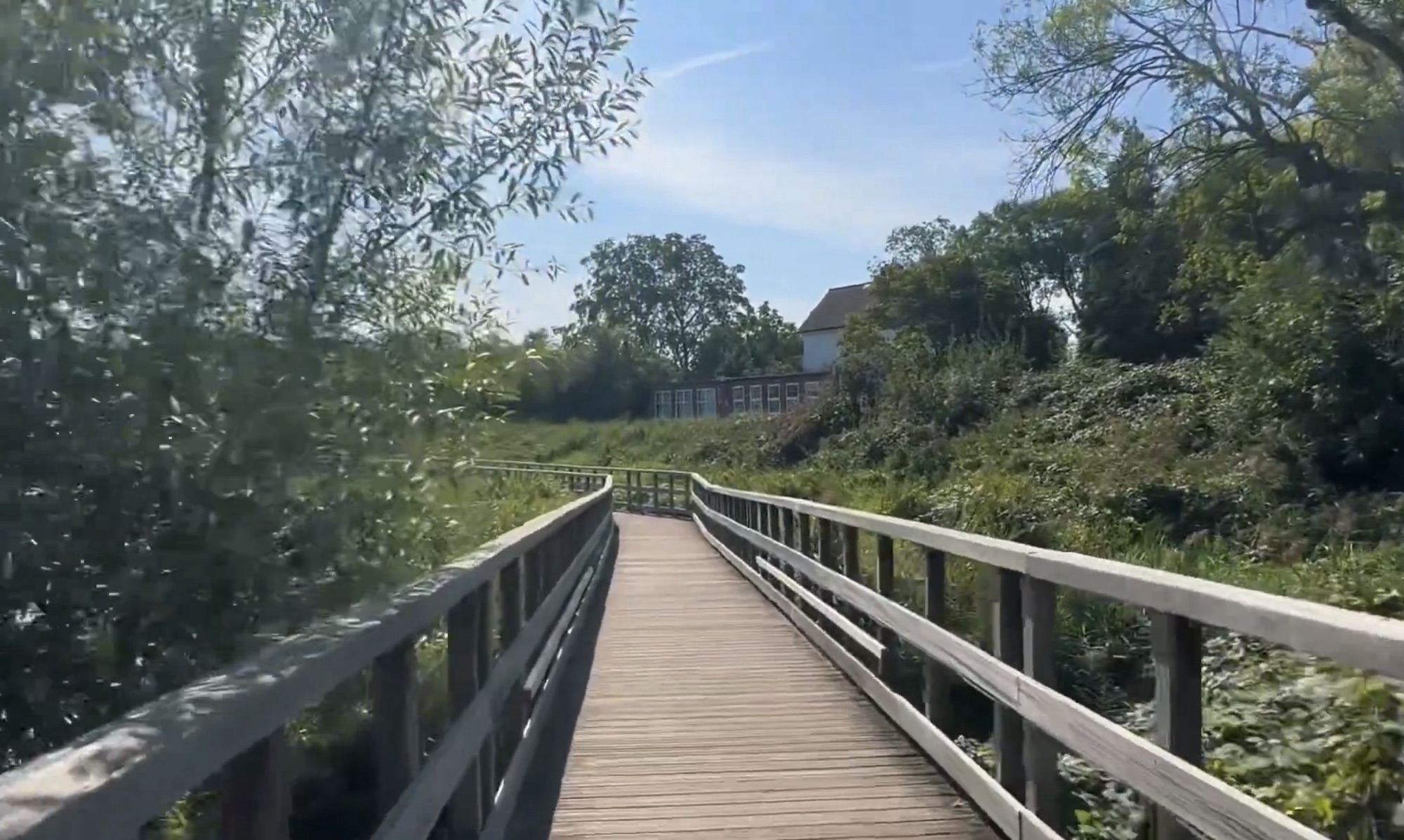 Wooden boardwalk with handrails curving between willows and reeds towards a brick building